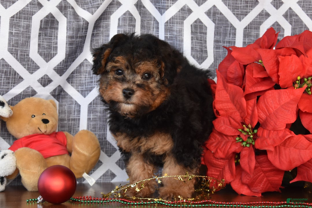 Yorkiepoo dogs for sale: Kaden - Ad 2