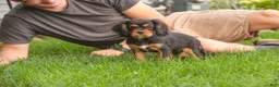 Cavalier King Charles Spaniel dogs for sale: Leroy Cavalier King Charles Spaniel  - Ad 5