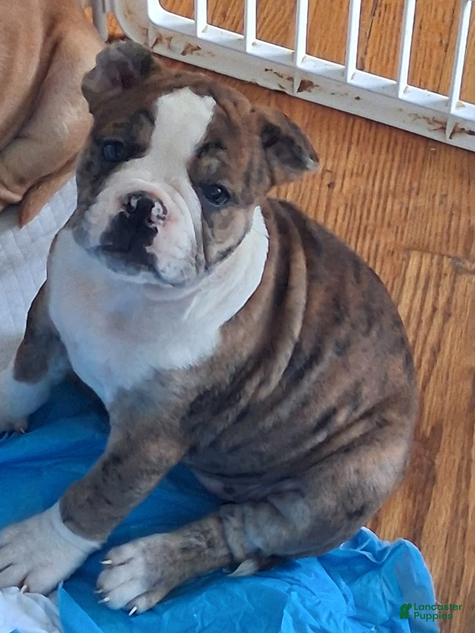 Mixed Breed dogs Tot-Tot - Ad 15