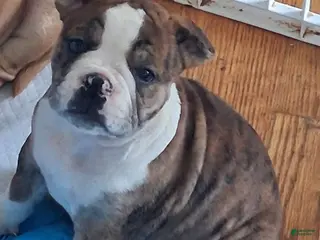 Mixed Breed dogs Tot-Tot - Ad 15