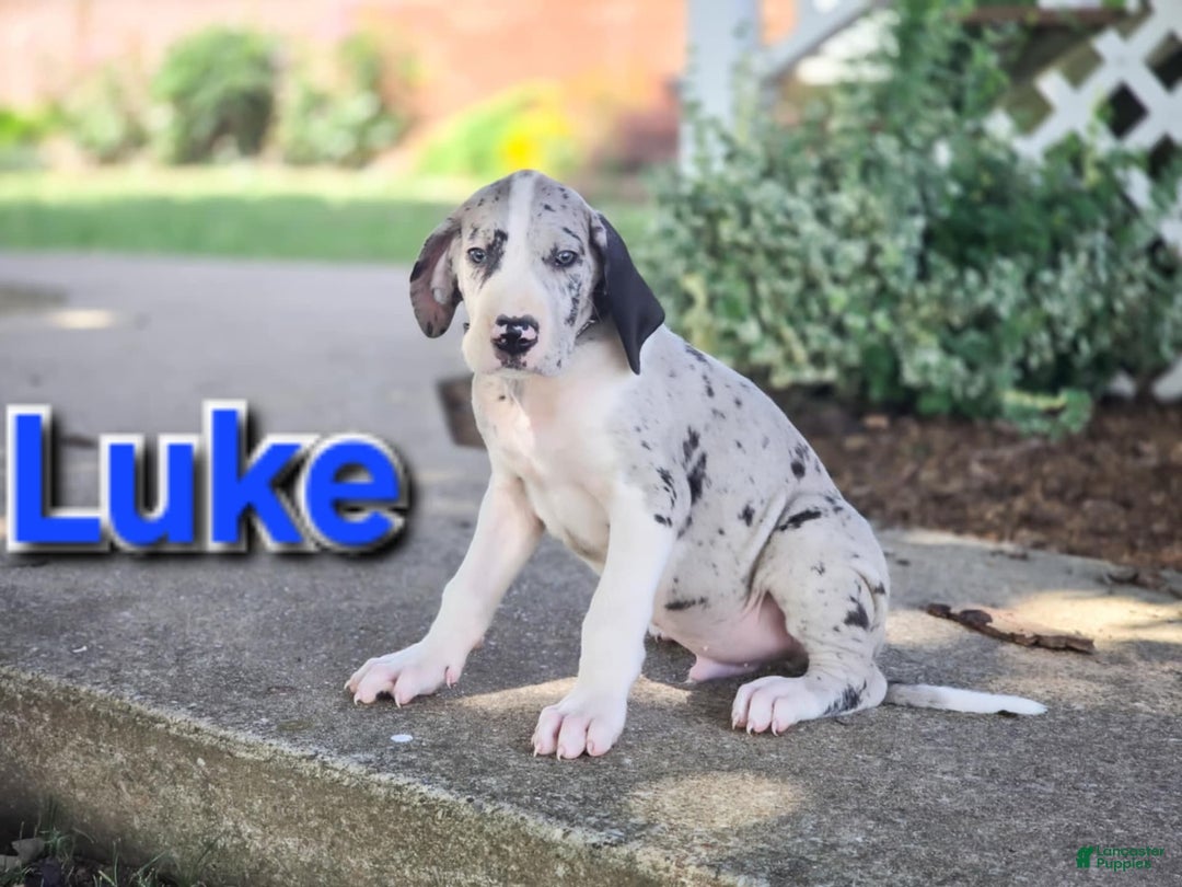 Great Dane Dalmatian Mix Puppies For Sale 14 Week Old Great