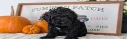 Miniature Poodle dogs for sale: Hazel - Ad 10