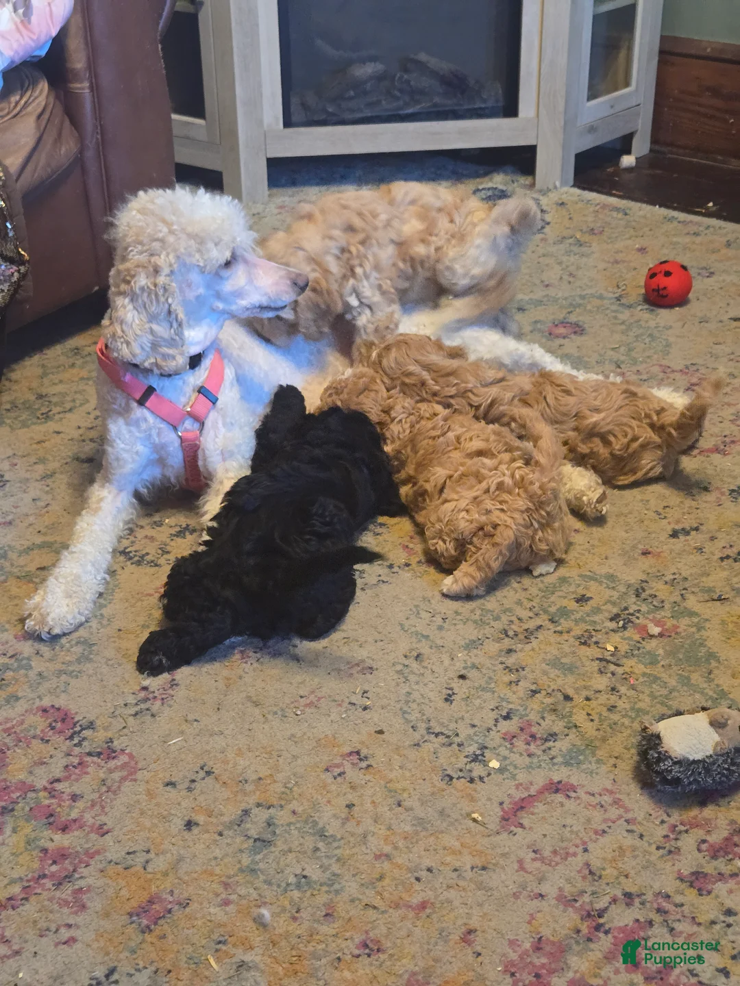 Miniature Poodle dogs for sale: Iris  - Ad 4