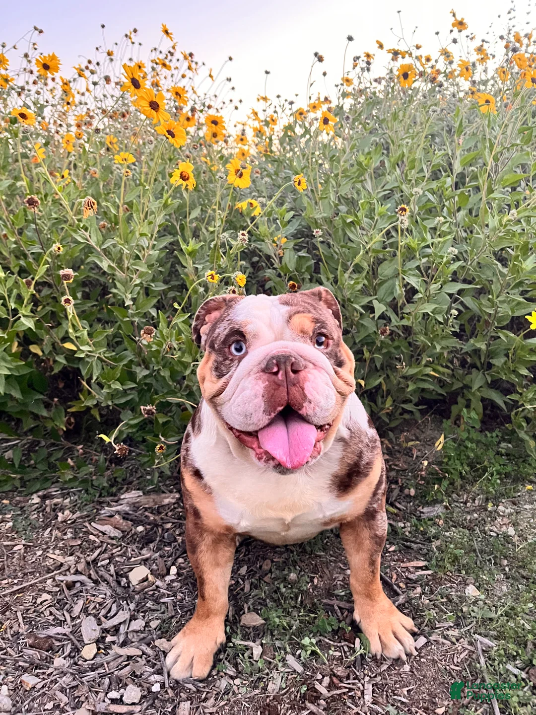 English Bulldog dogs for sale: English Bulldog 3 yrs old - Ad 2