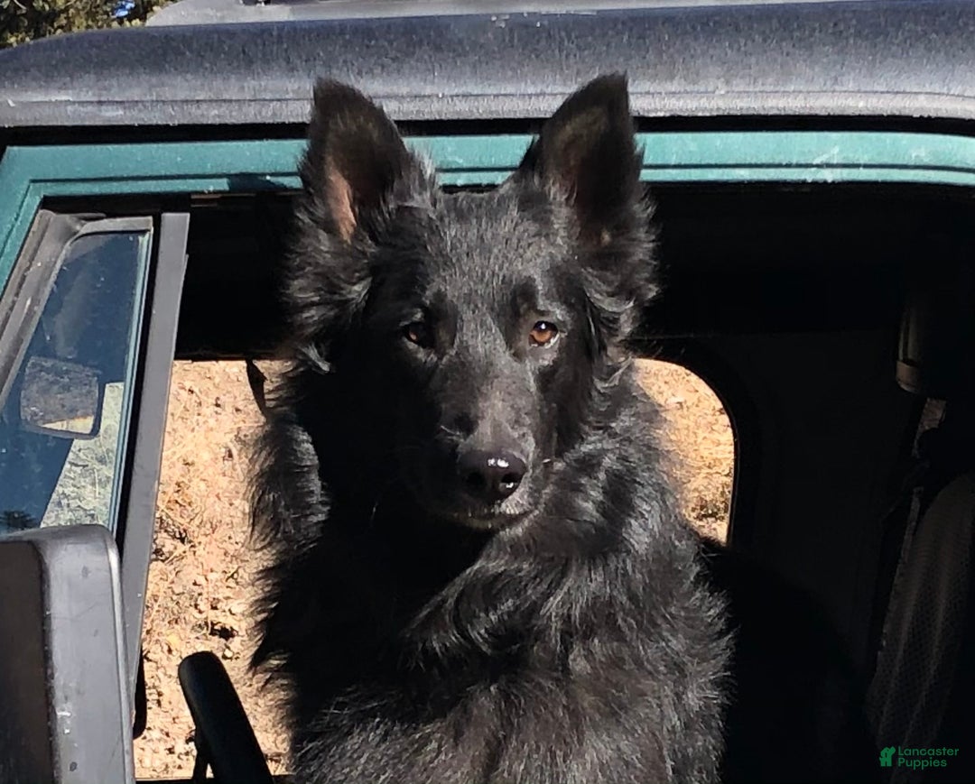 Belgian Tervuren dogs for sale: Belgian Tervuren Puppy 2 - Ad 6