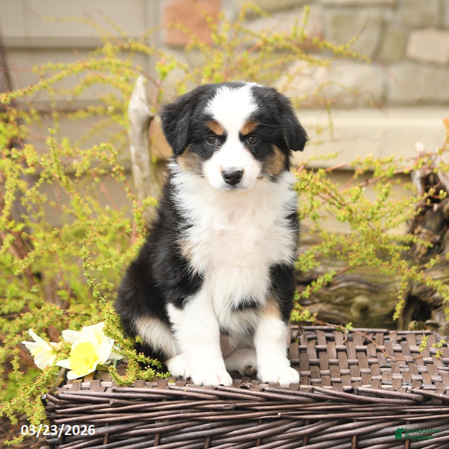 Miniature Australian Shepherd dogs Sage - Ad 2