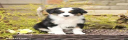 Miniature Australian Shepherd dogs for sale: Sage - Ad 2