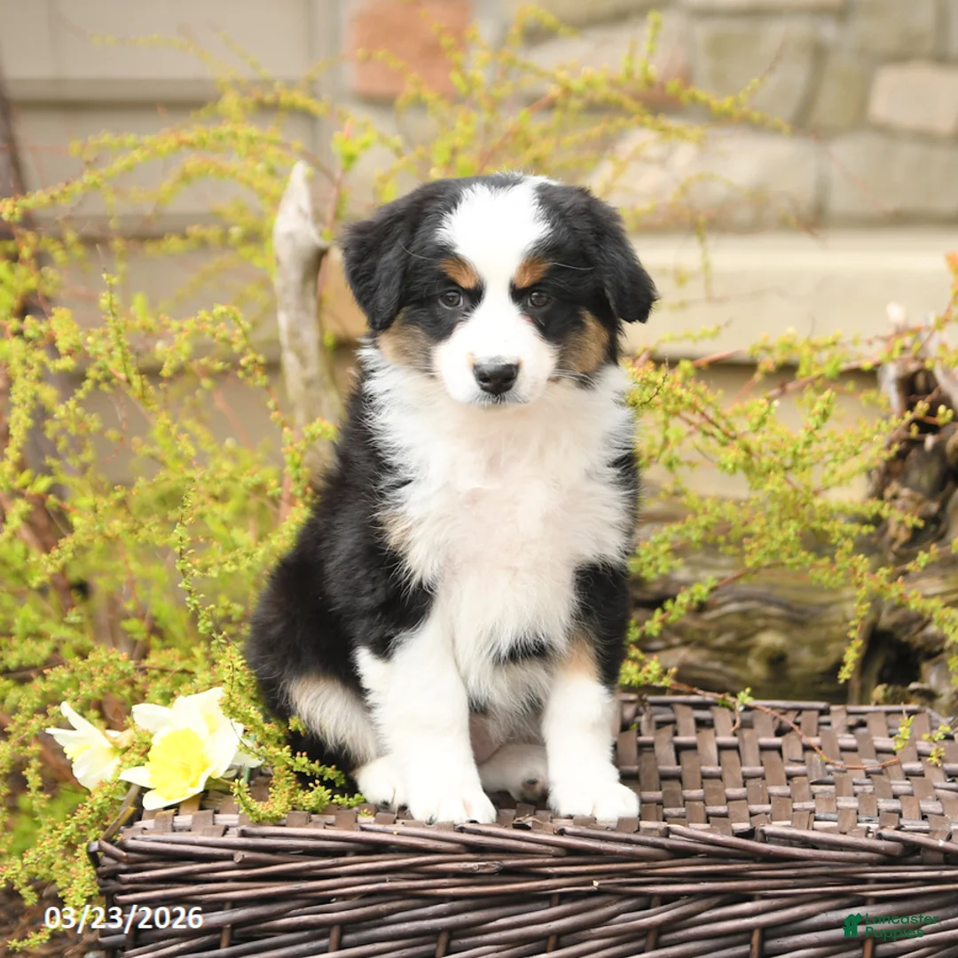 Miniature Australian Shepherd dogs for sale: Sage - Ad 2