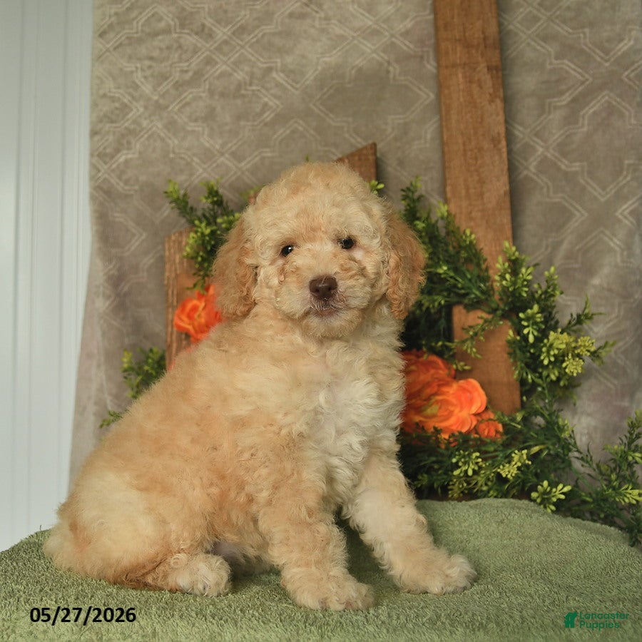 Mini Goldendoodle dogs for sale: Gem  - Ad 3