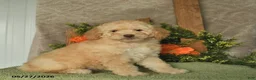 Mini Goldendoodle dogs for sale: Gem  - Ad 1