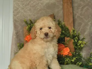 Mini Goldendoodle dogs for sale: Gem - Ad 3