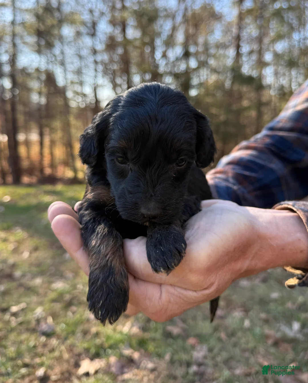 Goldendoodle dogs for sale: Goldendoodle Puppy 5 - Ad 3