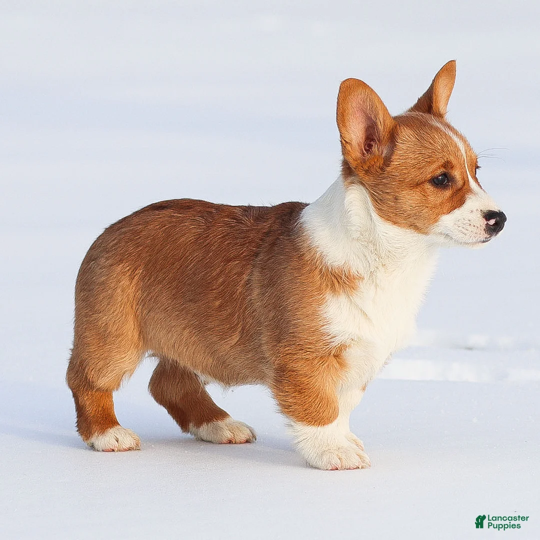 Welsh Corgi Pembroke dogs for sale: Kadin Welsh Corgi Pembroke - Ad 12