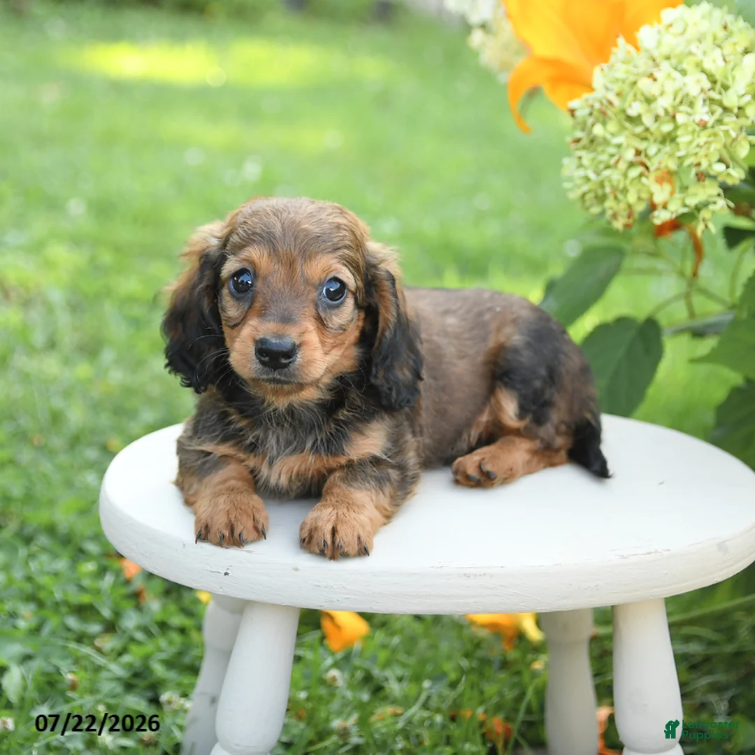 Miniature Dachshund dogs for sale: Precious - Ad 3