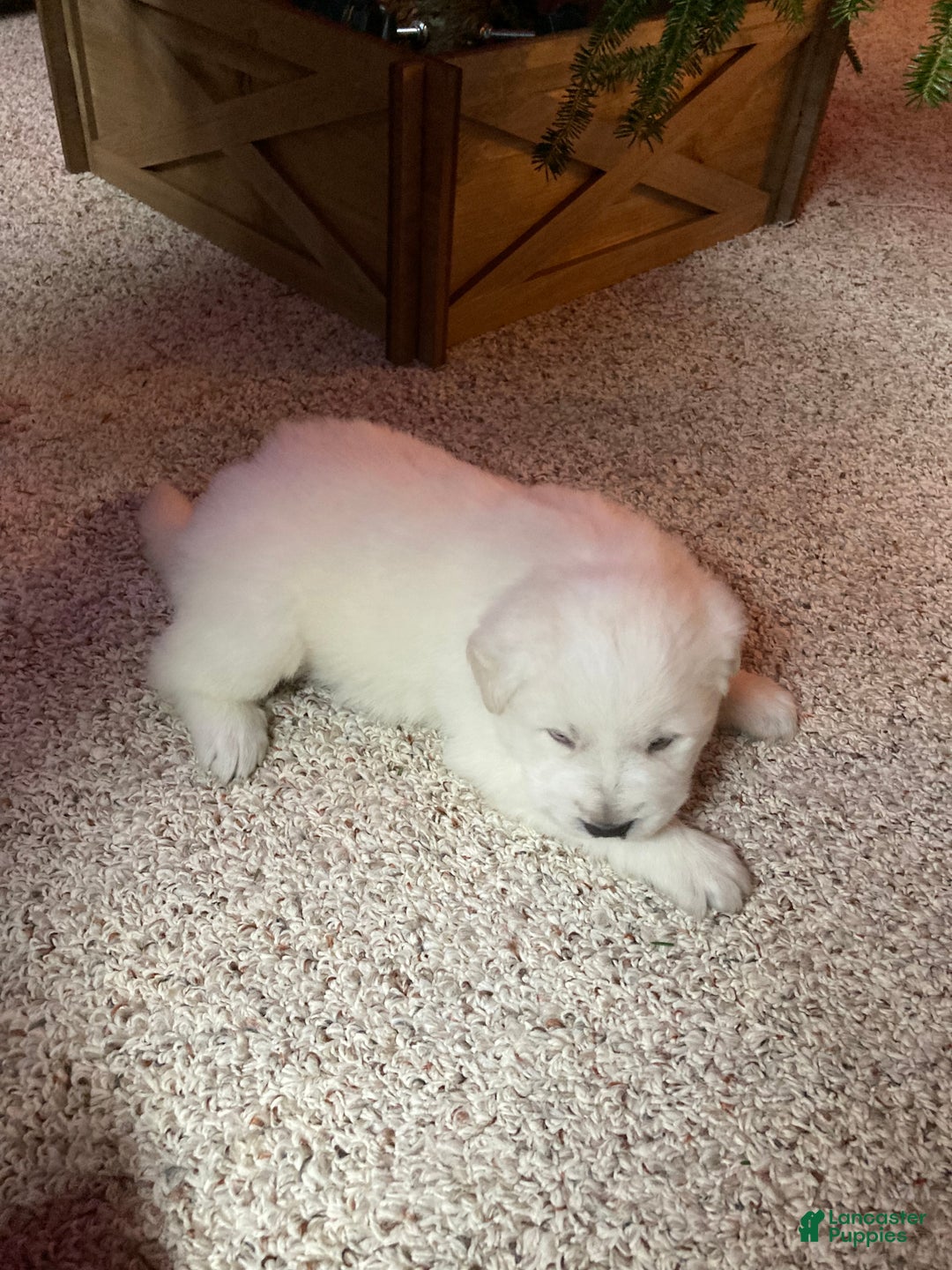 Great Pyrenees dogs for sale: Great Pyrenees Male Puppy - Orange  - Ad 7