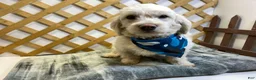 Mixed Breed dogs for sale: Frost (Boy) - Ad 7