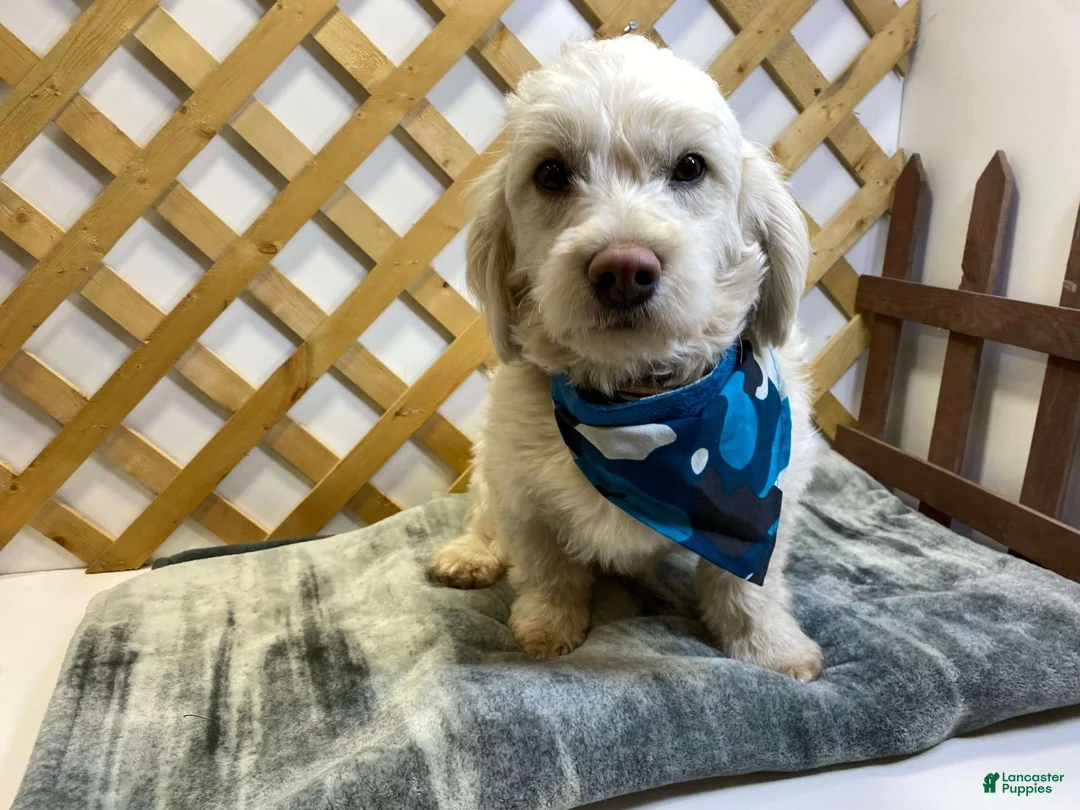 Mixed Breed dogs for sale: Frost (Boy) - Ad 7