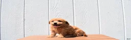 Bichpoo dogs for sale: Kevin 🐶✨ - Ad 20