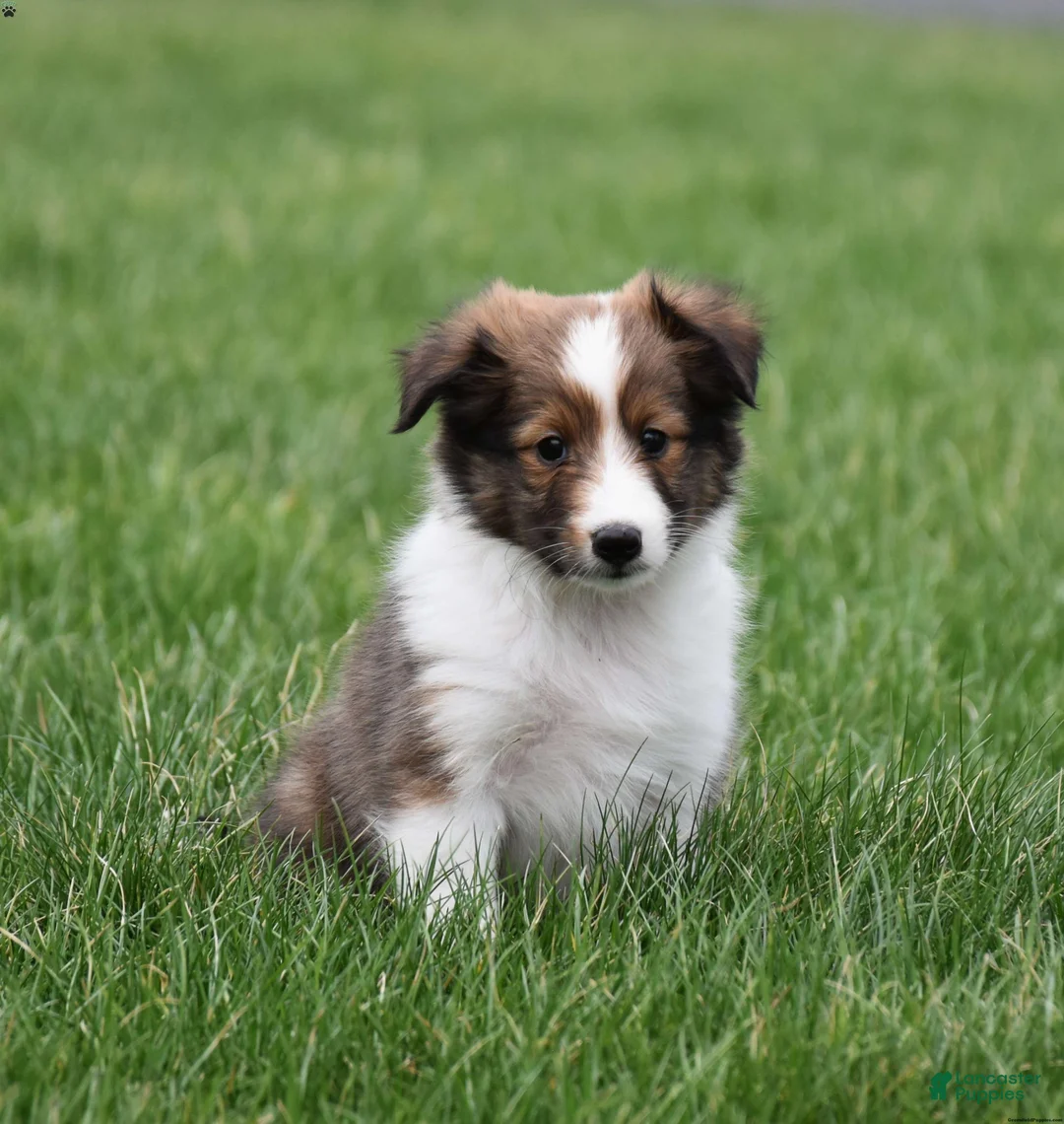 Shetland Sheepdog dogs for sale: Shetland Sheepdog Puppy 1 - Ad 2