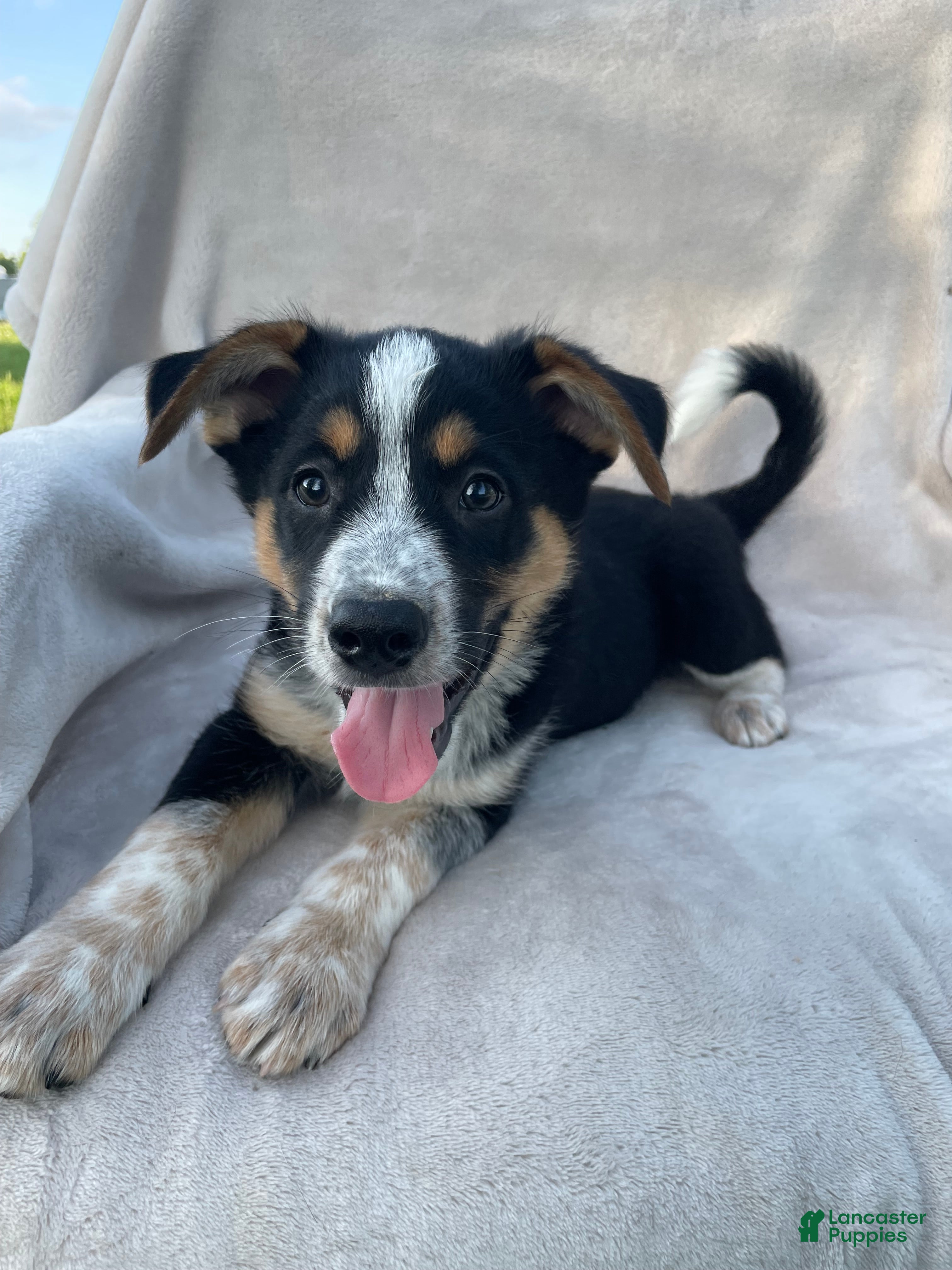 Mixed Breed dogs Benny - Ad 1