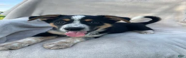 Benny