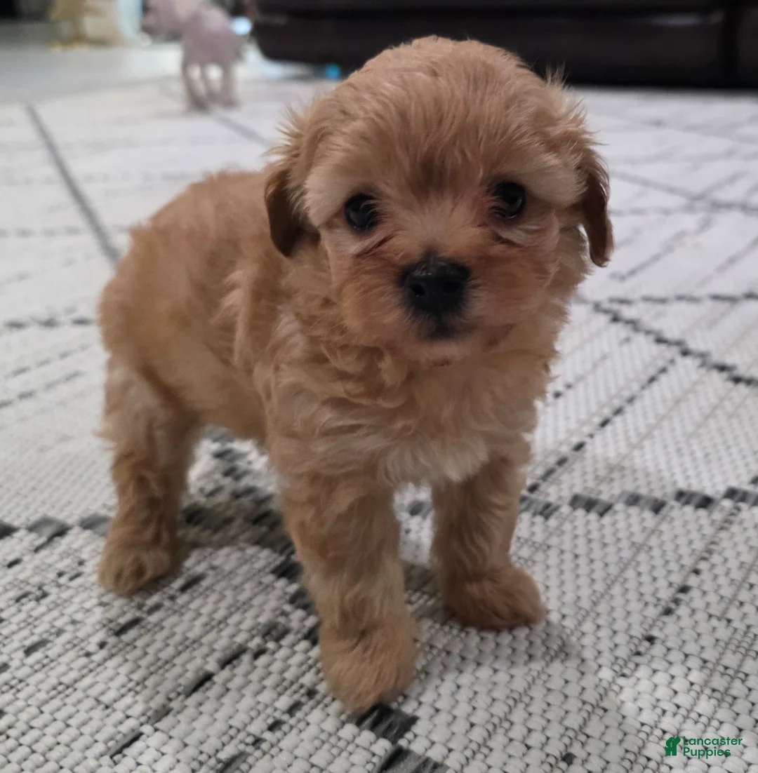 Maltipoo dogs for sale: Maltipoo Puppy 1 - Ad 1