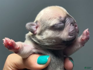 French Bulldog dogs - Ad 15