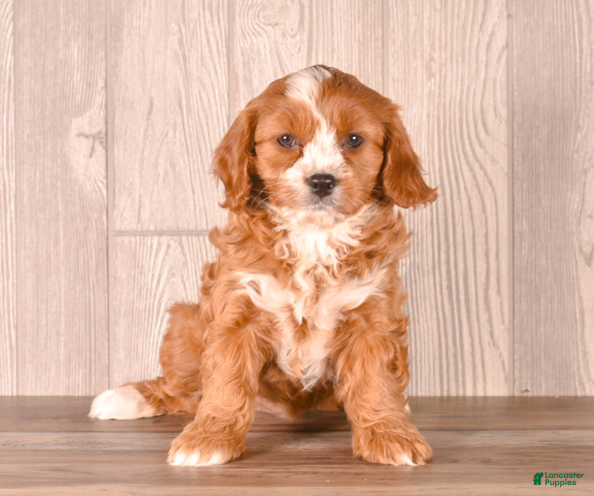 Cavapoo dogs Zoey - Ad 1