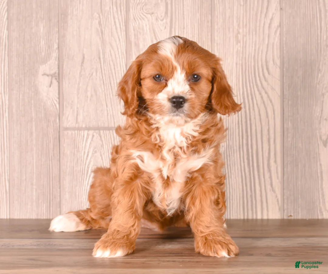 Cavapoo dogs for sale: Zoey - Ad 1