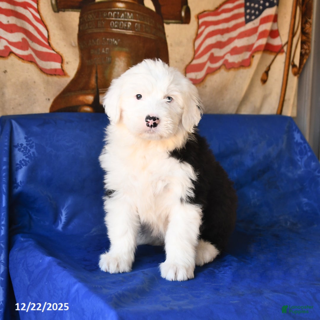 Shetland Sheepdog dogs for sale: Hazel - Ad 1