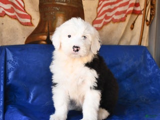 Shetland Sheepdog dogs Hazel - Ad 1