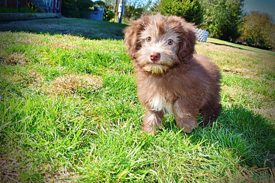 Havapoo dogs for sale: Hero - Ad 11