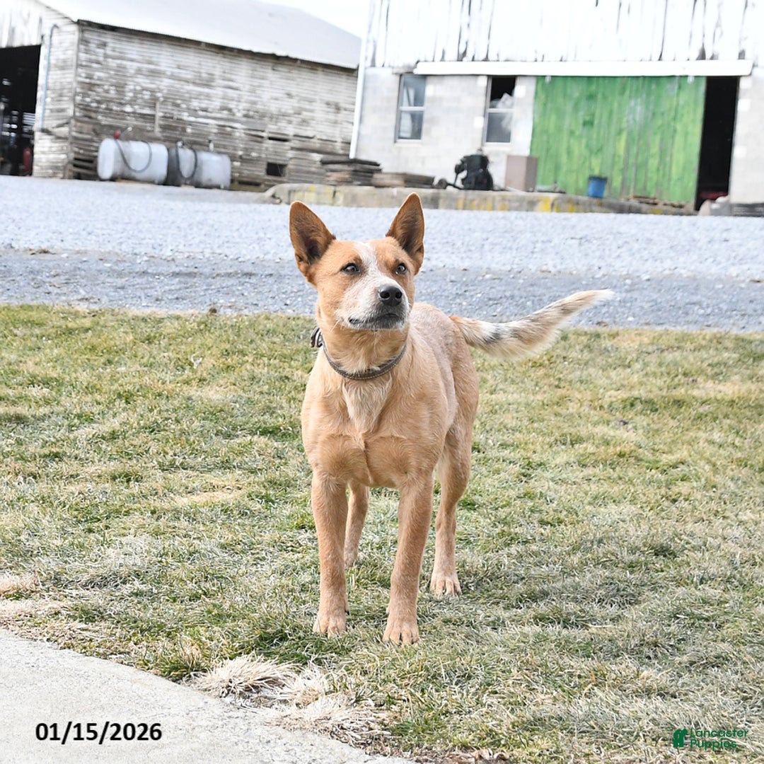 Australian Cattle Dog dogs for sale: Daisy - Ad 3