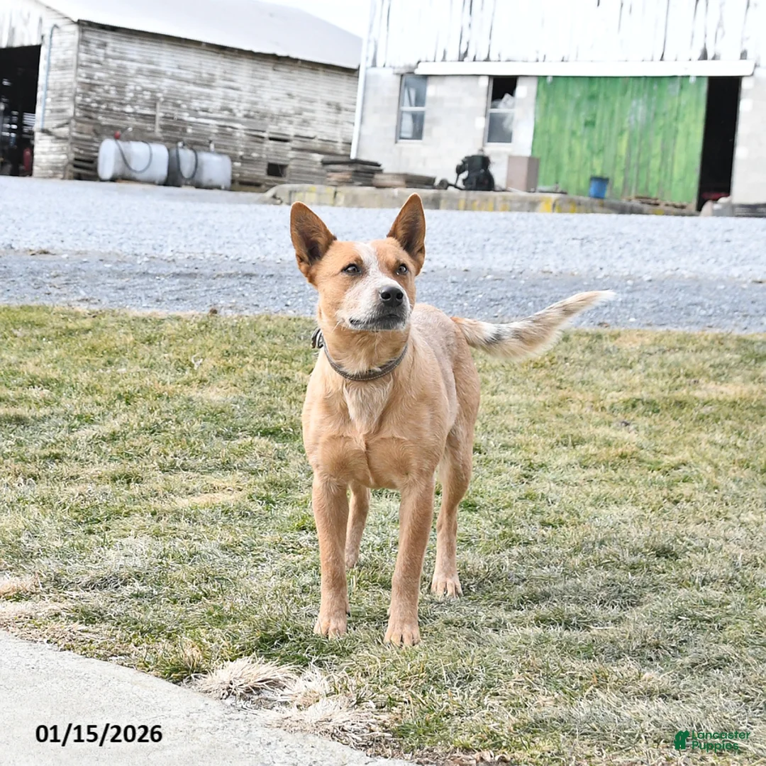 Australian Cattle Dog dogs for sale: Daisy - Ad 3