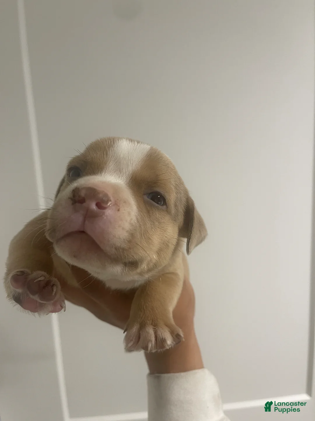 American Bully dogs for sale: Teo - Ad 2