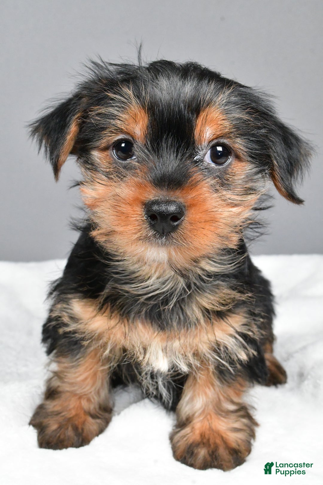 Yorkshire Terrier dogs for sale: Mia - Ad 6
