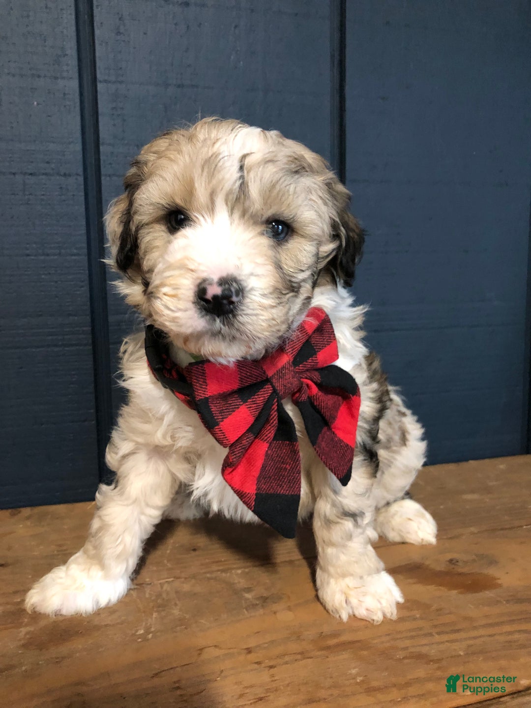 Aussiedoodle dogs for sale: Ember - Ad 2