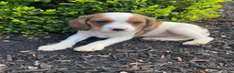 Mixed Breed dogs for sale: Skippy - Ad 2