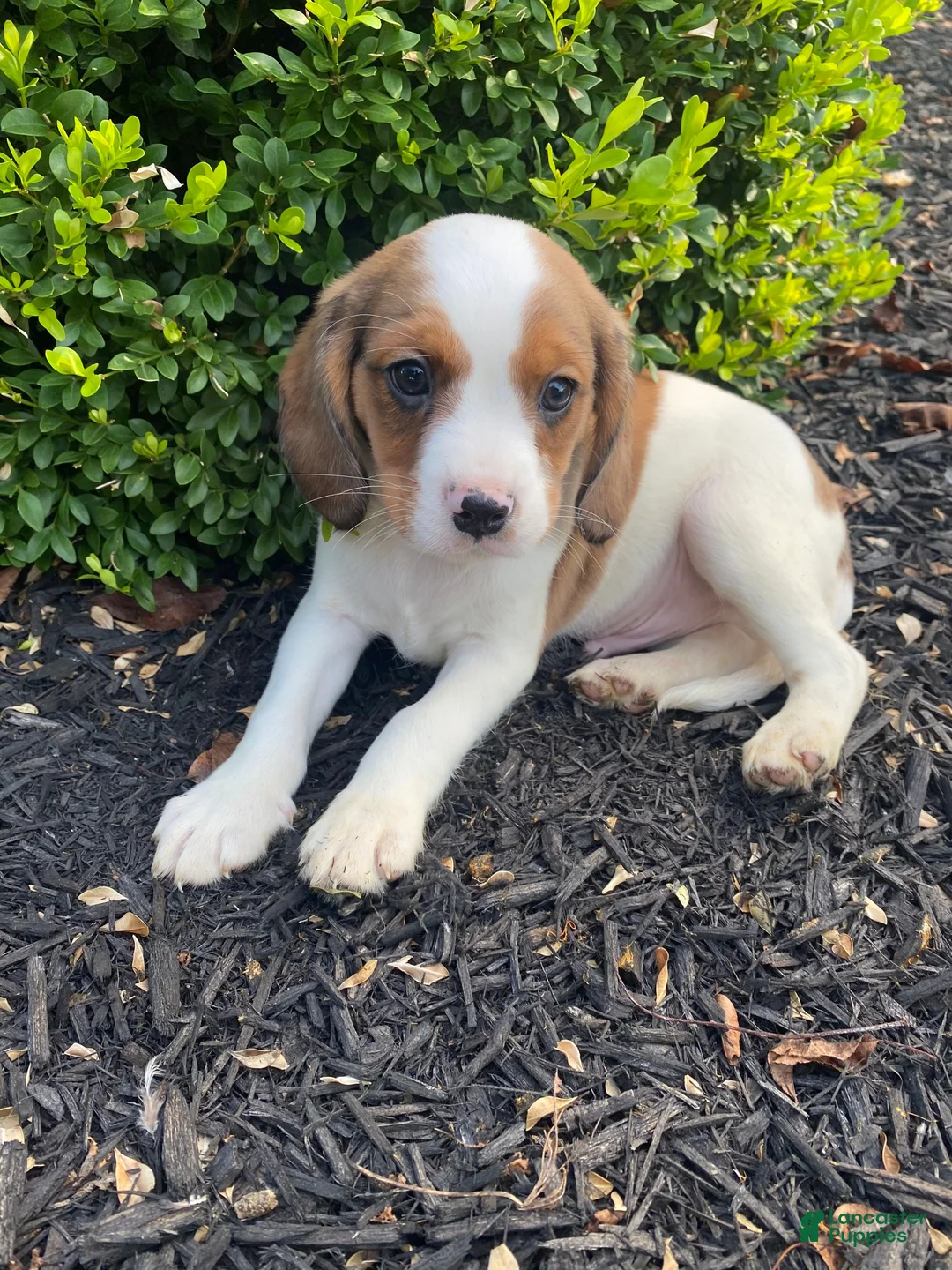 Mixed Breed dogs for sale: Skippy - Ad 2