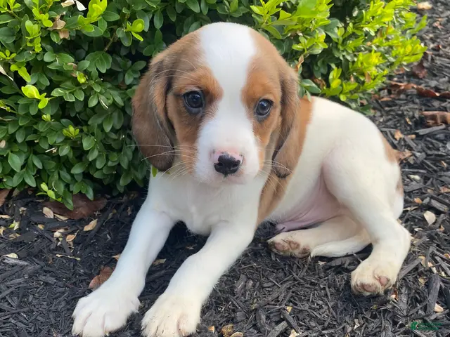 Mixed Breed dogs for sale: Skippy - Ad 2