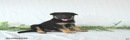 German Shepherd dogs for sale: Zeus - Ad 3