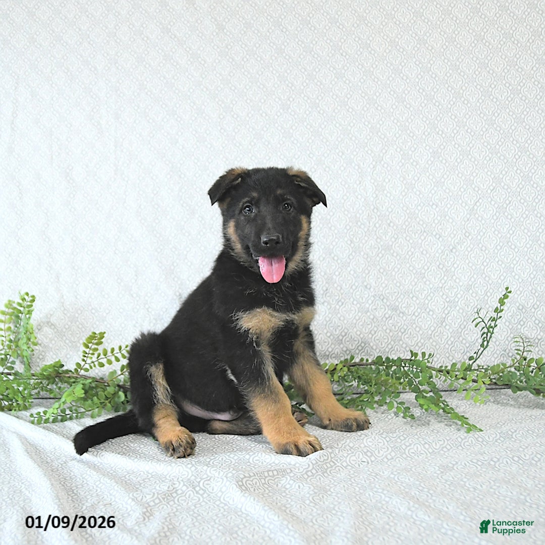 German Shepherd dogs for sale: Zeus - Ad 3