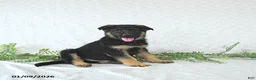 German Shepherd dogs for sale: Zeus - Ad 8