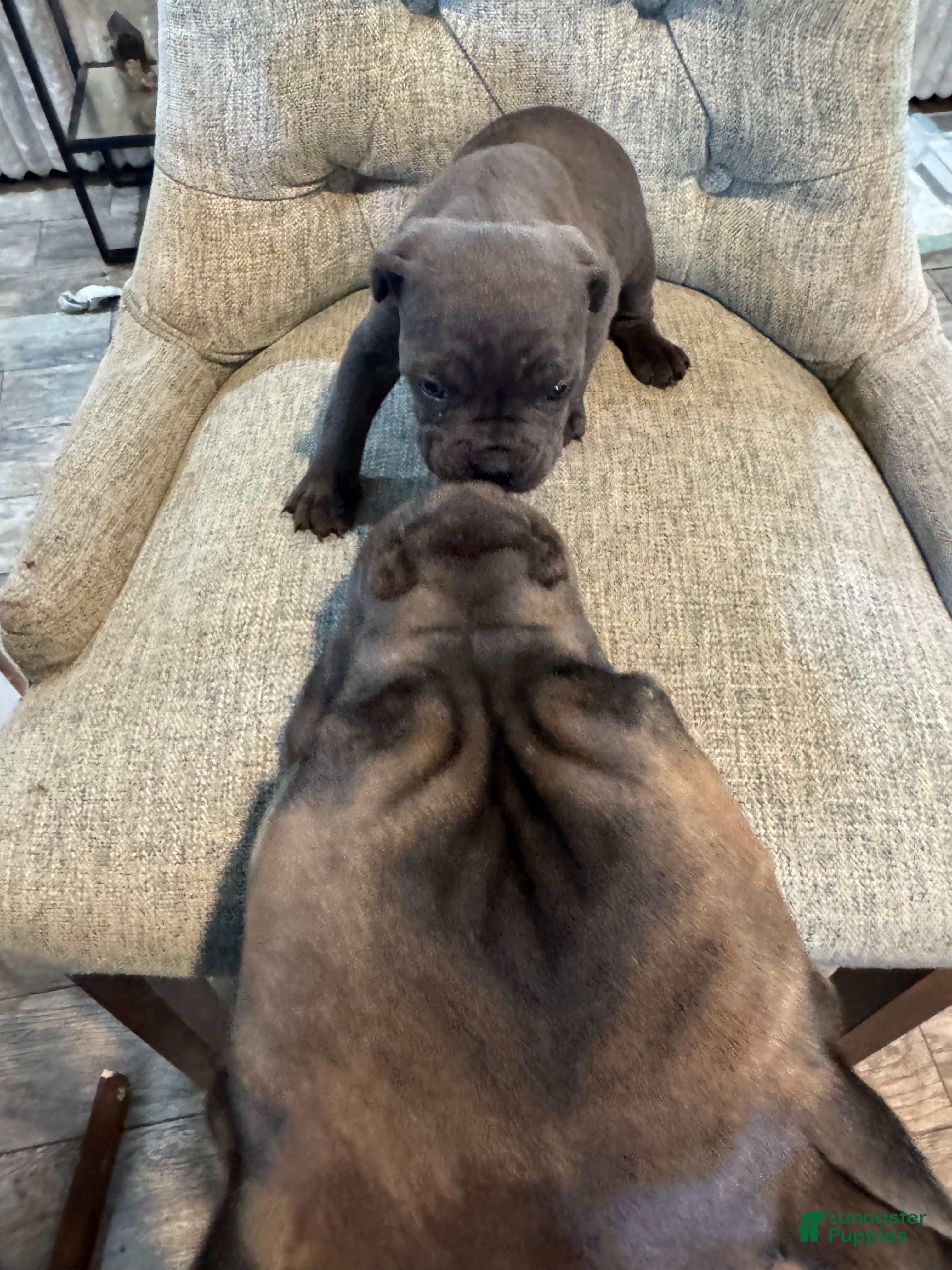 Cane Corso dogs Cane Corso 4 - Ad 1