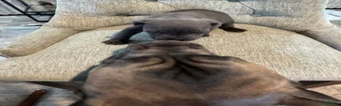 Cane Corso 4