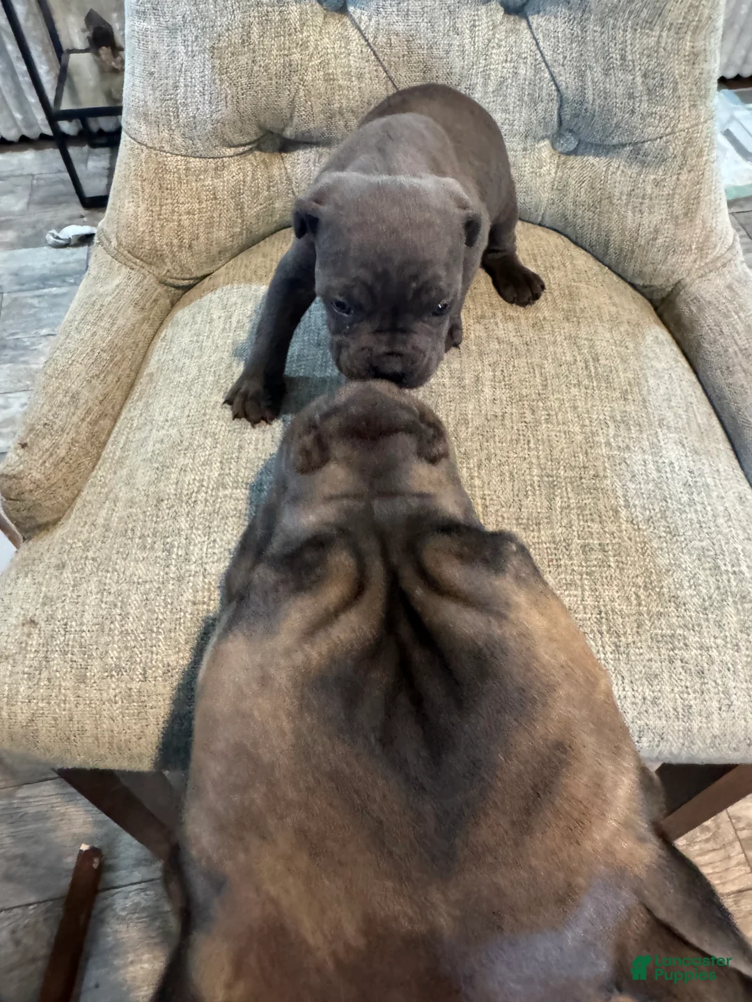Cane Corso dogs for sale: Cane Corso 4 - Ad 1