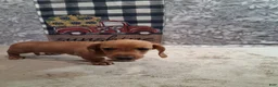 Miniature Dachshund dogs for sale: Husky - Ad 4