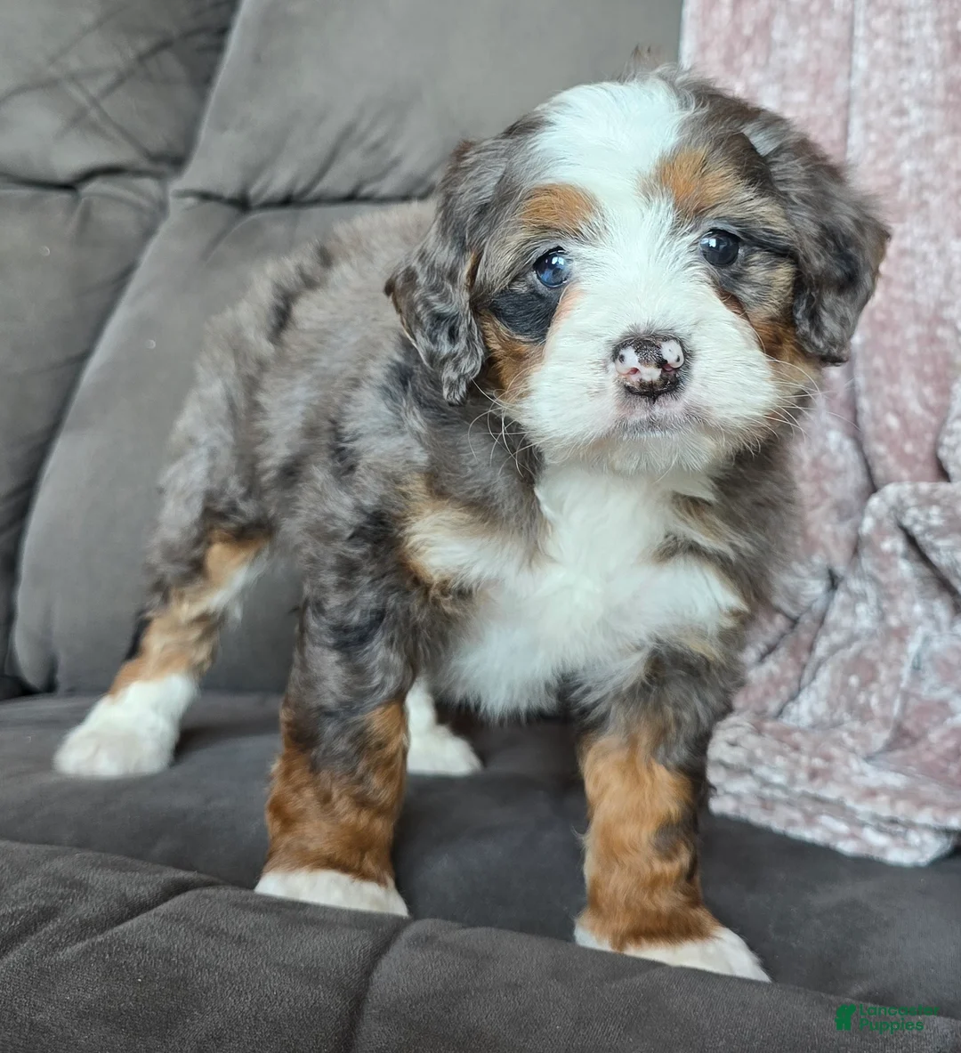 Mini Bernedoodle dogs for sale: Mini Izzy - Ad 7