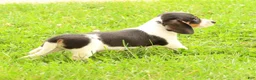 Miniature Dachshund dogs for sale: Dax - Ad 9