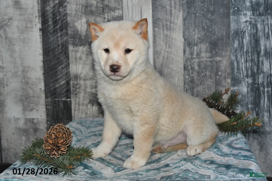 Shiba Inu dogs for sale: Jasper - Ad 1